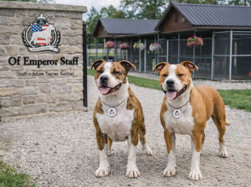 kennel arculattervezés kültéri megjelenése logóval